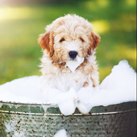 A dog-and-car wash is a creative fundraising idea for kids.
