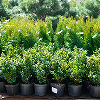 If you have a garden club, sell vegetables, herbs, and flowers to community members.